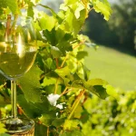 Čaša belog vina ispred čokota vinove loze.