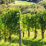 Fotografija vinograda sa brdom u pozadini.