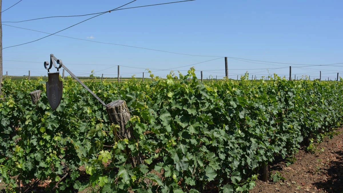 Vinogradi koji se stapaju sa nebom.