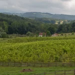 Vinograd u čijoj se pozadini nalaze brda.