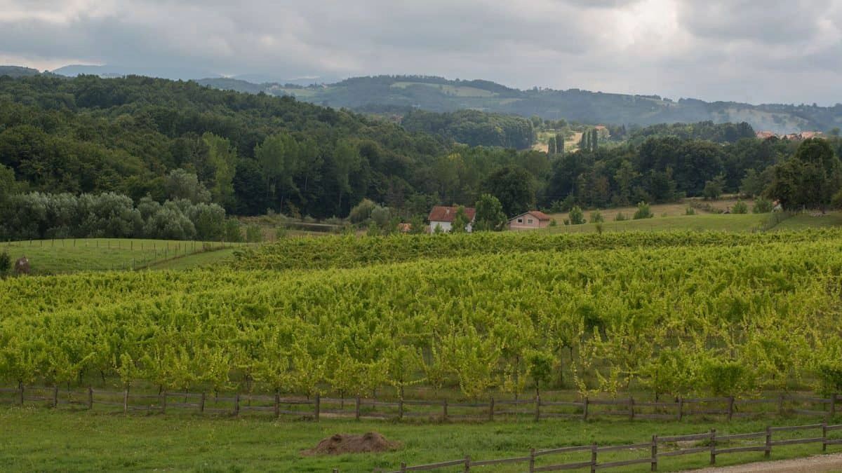 Vinograd u čijoj se pozadini nalaze brda.