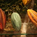 Različite sorte kakao ploda koje su tamno crvene, zelene i žuto narandžaste boje.