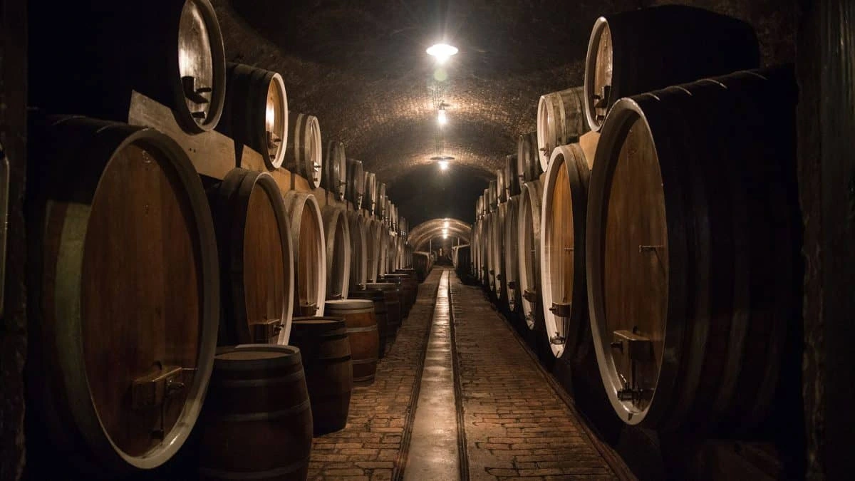 Podrum pun bačvi u buradi sa leve i desne strane .