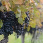 Grozd crnog grožđa koji visi na čokotu.