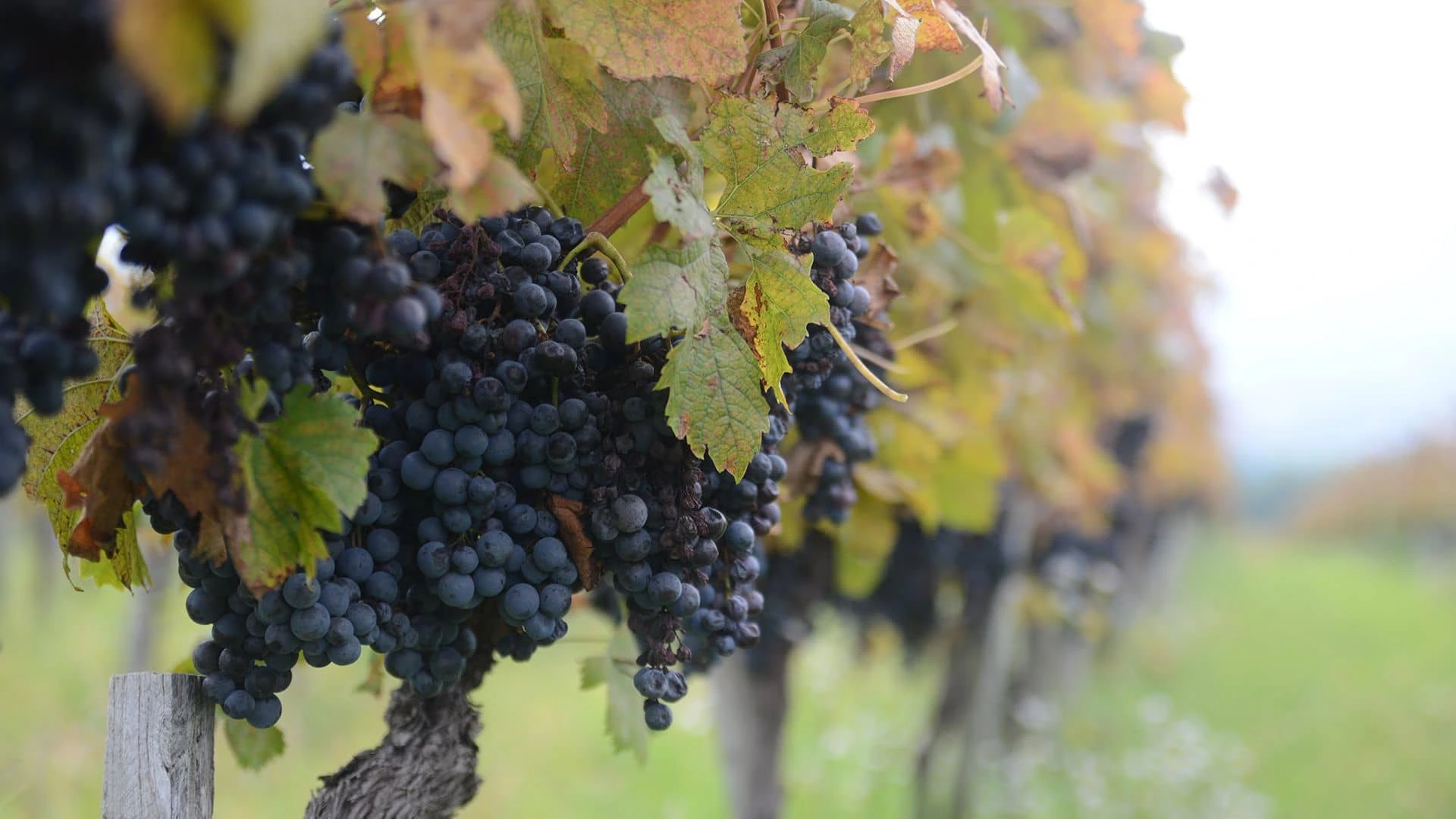 Grozd crnog grožđa koji visi na čokotu.