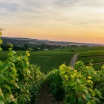 Vinogradi na zalasku sunca.