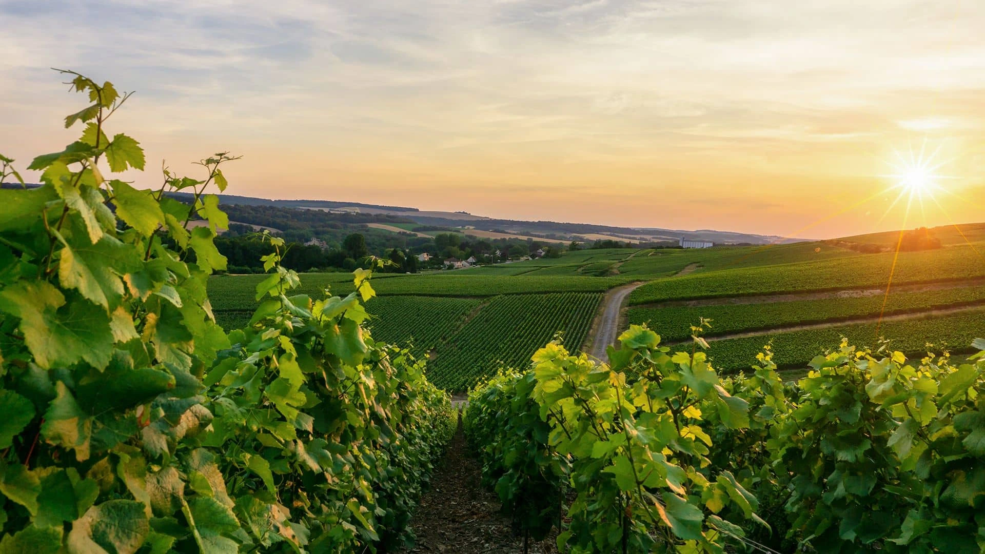 Vinogradi na zalasku sunca.