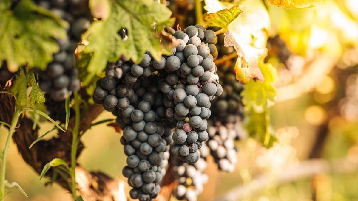 Grozd crnog grožđa koji visi na čokotu.