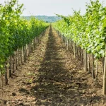 Prored između dva reda vinograda.