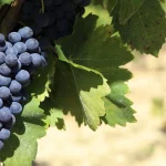 Grozd crnog grožđa koji visi na čokotu.